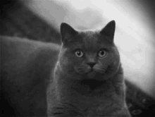Funny Animals Evil GIF - Funny Animals Evil Cat GIFs
