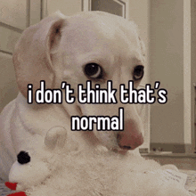 I Don'T Think That'S Normal Dog GIF - I Don'T Think That'S Normal Dog Homophobic Dog GIFs