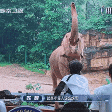 a man sitting in front of an elephant with a sign that says tong safe