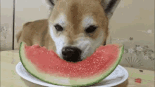 D Og Watermelon GIF