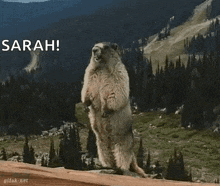 a ground squirrel standing on its hind legs with the word sarah written above it