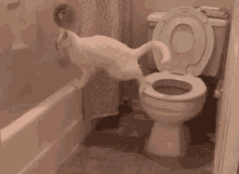 Klozet GIF - Klozet Kedi Tuvalet GIFs