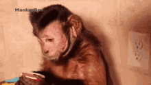 a monkey is sitting in front of a wall holding a cup of ice cream .