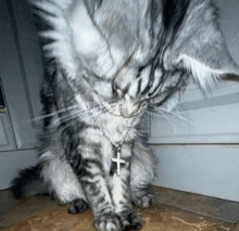a cat wearing a cross necklace is looking down