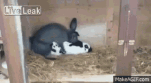 Bunny Done GIF - Bunny Done GIFs