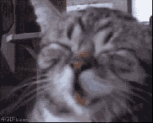 Cat Hilarious GIF - Cat Hilarious Funny GIFs