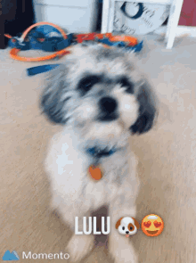 Lulu Doggo GIF