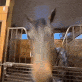 a horse is standing in a fenced in area and looking at the camera .
