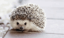 Hedgehog GIF