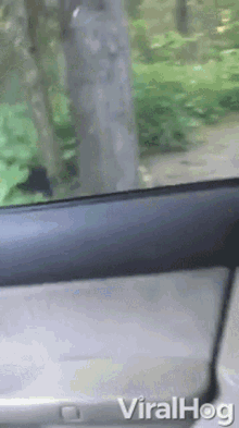 Black Bear Bear GIF - Black Bear Bear Stranger GIFs