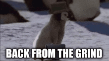 Back From The Grind Penguin GIF