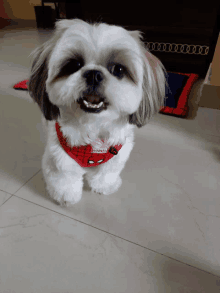 a small white dog wearing a red spider man scarf