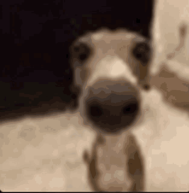 goofy ahh dog gif by cringsome on DeviantArt