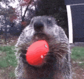 Groundhog Even He Was Weirded Tf Out GIF - Groundhog Even He Was Weirded Tf Out Groundhog Weirded Tf Out GIFs