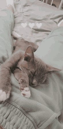 Cat GIF - Cat GIFs