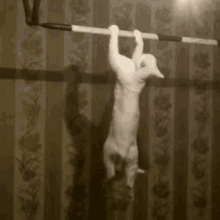 Cat Exercise GIF - Cat Exercise Pull Ups GIFs