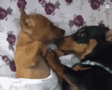 Dogs Kisses GIF - Dogs Kisses Love GIFs