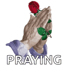 Praying Red Rose GIF - Praying Red Rose Hands GIFs