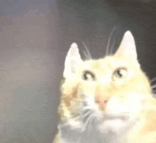 a close up of a cat looking at the camera with a blurred background .
