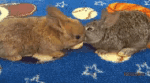 Hungry Bunnies GIF - Hungry Bunnies Bunny GIFs