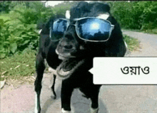 a goat wearing sunglasses and a speech bubble with a message in a foreign language .