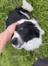 Dog Headpat GIF - Dog Headpat Petting Dog GIFs