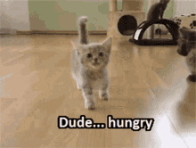 Kitten Dude Hungry GIF
