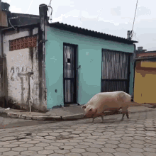 porc pig walking run