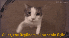 a close up of a cat with the words güler cox uzgunem al bu senin ucun