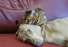 Let Your Stress Melt Away GIF - Dog Cat Friends GIFs