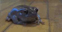 Frog Dumpy Frog GIF - Frog Dumpy Frog GIFs