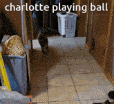 a cat in a hallway with the words charlotte playing ball