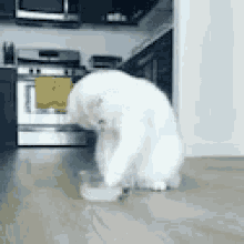 Cat Water GIF - Cat Water What GIFs