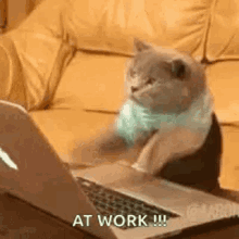 Typing Laptop GIF - Typing Laptop Cat GIFs