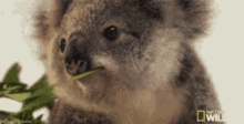 aussie funny koala chewing eating