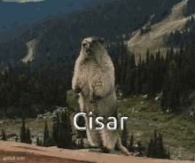 Cisar Kukuku GIF - Cisar Kukuku Beaver GIFs