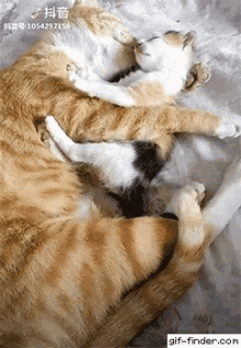 Hug Cats Hug GIF - Hug Cats Hug Cats GIFs