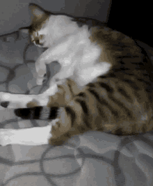 Mili Gato GIF - Mili Gato Duerme GIFs