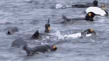 Taking A Bath National Geographic GIF - Taking A Bath National Geographic Penguins GIFs