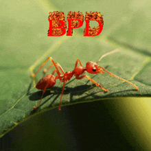 Bpd Ant GIF - Bpd Ant Tweeks Sheep GIFs