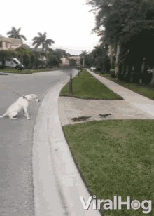 Dog Squirrels Have A Standoff Dog And Squirrels Have A Standoff GIF - Dog Squirrels Have A Standoff Dog And Squirrels Have A Standoff Squirrels GIFs