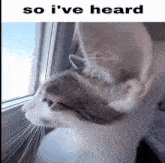 Cat Meme Cat Ear GIF - Cat Meme Cat Cat Ear GIFs
