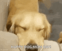 Dogs Cute GIF - Dogs Cute All You Need Is Love GIFs