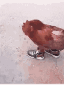 Chicken In Shoes Funny Animals GIF - Chicken In Shoes Funny Animals Sneakers GIFs
