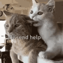 What Are You Doing Help Me GIF - What Are You Doing Help Me Cat GIFs