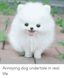 Annoying Dog Undertale In Real Life GIF - Annoying Dog Undertale In Real Life GIFs
