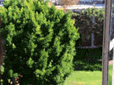 a tree with lots of green leaves is in the foreground of a window