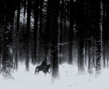 Horse Jungle GIF - Horse Jungle Snow GIFs
