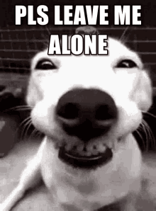 Smiling Dog Please Leave Me Alone GIF - Smiling Dog Please Leave Me Alone GIFs