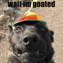 Wait Im Goated GIF - Wait Im Goated GIFs